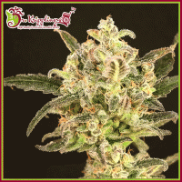 Dolly  Kush  Jpg