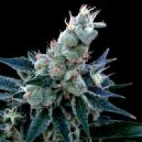 Double  Alien 18  Feminised  Cannabis  Seeds  Jpg