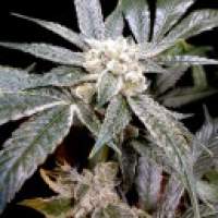 El  Fuego  Feminised  Cannabis  Seeds  Jpg
