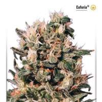 Euforia Feminised Seeds