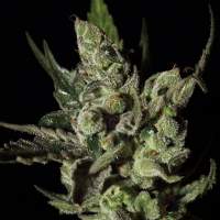 Exodus  Cheese  Greenhouse 0