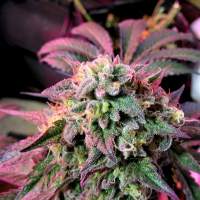 Female  Cannabis  Seeds  Cherry  Pie  Jpg