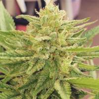 Godzilla Glue Feminised Seeds