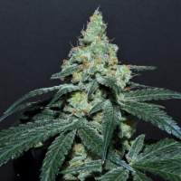 Grape  Si  Dos  Regular  Cannabis  Seeds  Jpg