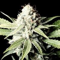 Great  White  Shark  Greenhouse 0