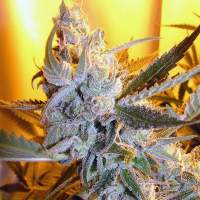 Heaven    S  Haze  Autoflowering  Regular  Cannabis  Seeds  Jpg