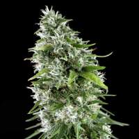 Kritikal  Bilbo  X  A K 47  Feminised  Cannabis  Seeds  Jgp