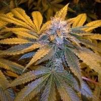 L.A. Confidential Feminised Seeds