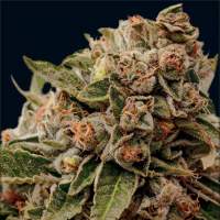 Lamb's Breath x AK-49 Feminised Seeds