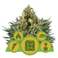 Mix  Auto  Feminised  Cannabis  Seeds  Jpg