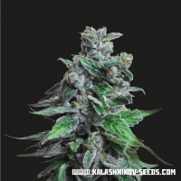 Moscow Bluberry Feminised Seeds