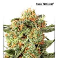 Orange Hill Special Feminised Seeds