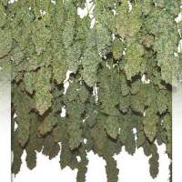 Power Plant Feminised Seeds