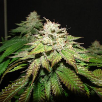 Pre98 Bubba BX2 Feminised Seeds