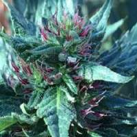 Snowcap  Regular  Cannabis  Seeds  Jpg