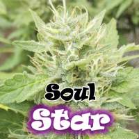 Soul Star Feminised Seeds