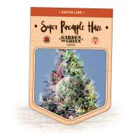 Super  Pineapple  Haze  Feminised  Cannabis  Seeds  Jpg