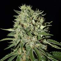 The Doctor Feminised Seeds