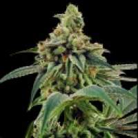 Training Day Feminised Seeds - Limited Collection Seeds