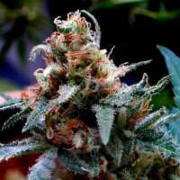 U B C  Chemo  Regular  Cannabis  Seeds