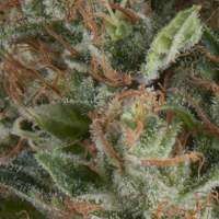 Wembley  Autoflowering  Jpg