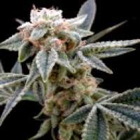White  Alien  Feminised  Cannabis  Seeds  Jgp