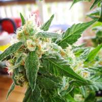 Ak 48  Autoflower  Nirvana 0