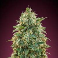 Amnesia  Feminised  Cannabis  Seeds  Advanced  Cannabis  Seeds 0