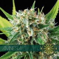 Amnesia Feminised Seeds