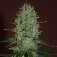 Amnesia  Haze  Feminised  Cannabis  Seeds  Expert  Cannabis  Seeds 0