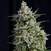 Anesthesia Feminised Seeds