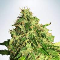 Auto  Cannabis  Light  Jpg