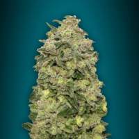 Auto  Afghan  Skunk2