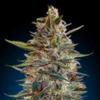 Auto  Blue  Diesel 1  Fondo  Degradado