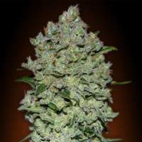 Collection #1 AUTOMATIC Feminised Seeds