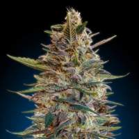 Collection #2 AUTOMATIC Feminised Seeds