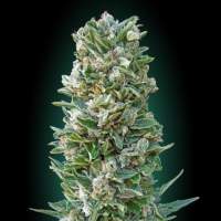 Collection #3 AUTOMATIC Feminised Seeds