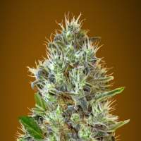 Auto  Somango
