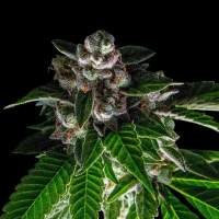 Bakers  Delight  Feminised  Cannabis  Seeds   Sorbet  Collection   Dna  Genetics 0
