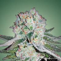 Banana Bomb Feminised Seeds