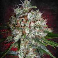 Big  Bud  Xxl  Feminized  Ministry  Of  Cannabis 0