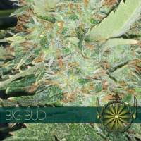 Big Bud Feminised Seeds