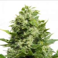 Bubble Cheese Feminised Seeds