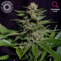Biscuit Buster Feminised Seeds (Limited Edition)