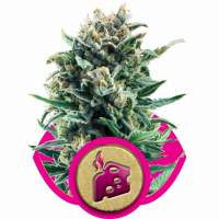 Blue  Cheese  Feminised  Cannabis  Seeds  Royal  Queen  Cannabis  Seeds 0