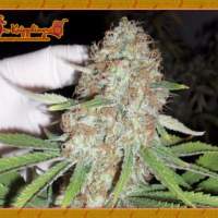 Blue Kripple Feminised Seeds