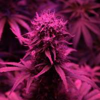Blueberry  Auto  Feminised  Cannabis  Seeds