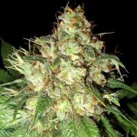 Bubba  Cheese  Auto  Feminised  Cannabis  Seeds  Emerald  Triangle 0