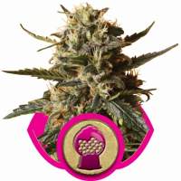 Bubblegum  Xl  Feminised  Cannabis  Seeds  Royal  Queen  Cannabis  Seeds 0