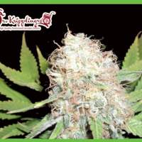 Bud Bud Bling Tingz Feminised Seeds